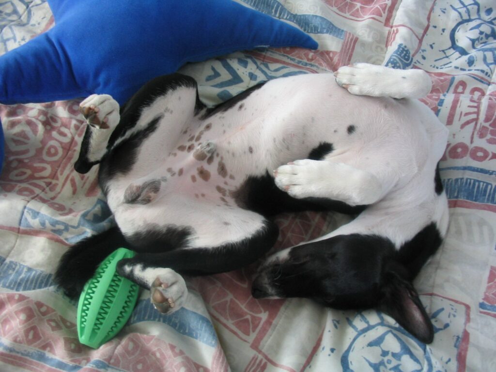 Mustavalkoinen basenji nukkuu selällään jalat ilmassa ja niska kenossa.