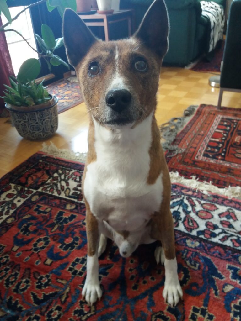 Punavalkoinen basenji katsoo tomerasti kohti kameraa.