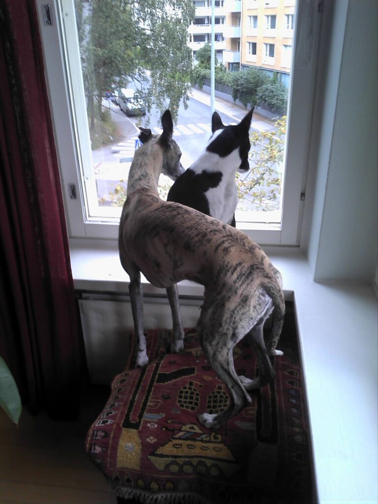 Whippet ja mustavalkoinen basenji tarkkailevat ikkunasta kadun tapahtumia.