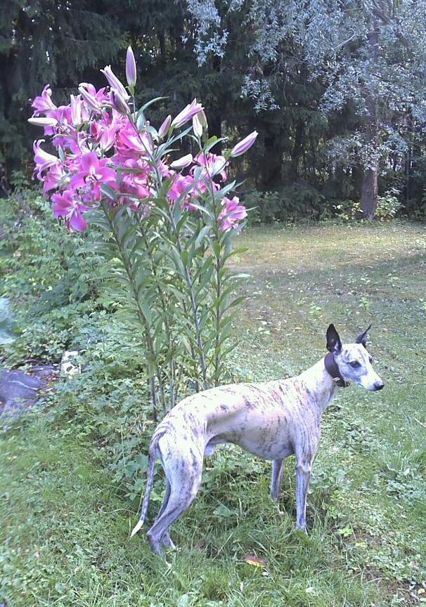 Hiekanvärinen whippet seisoo korkeiden kukkien vieressä.