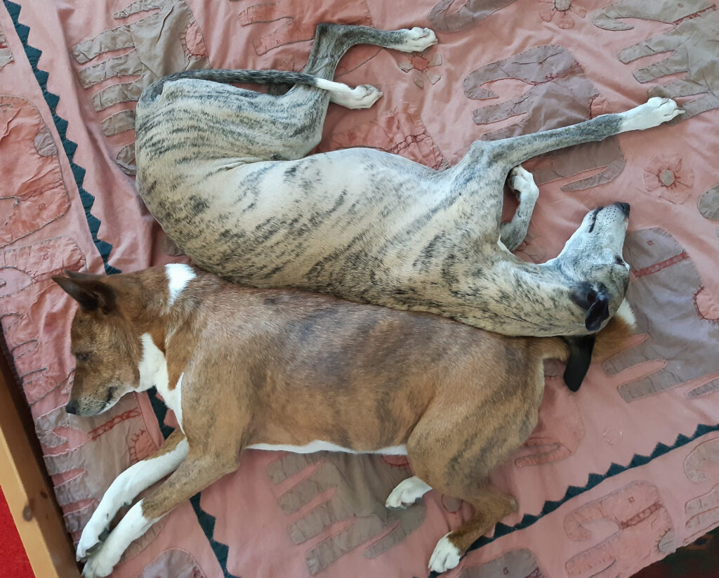 Punavalkoinen basenji ja whippet nukkumassa selät vastakkain.