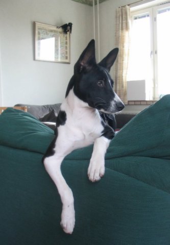 Mustavalkoinen basenji nojaa vihreän sohvan selkänojaan.