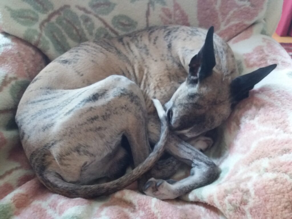 Hiekanvärinen mustaraidallinen whippet on käpertynyt sohvalle nukkumaan.