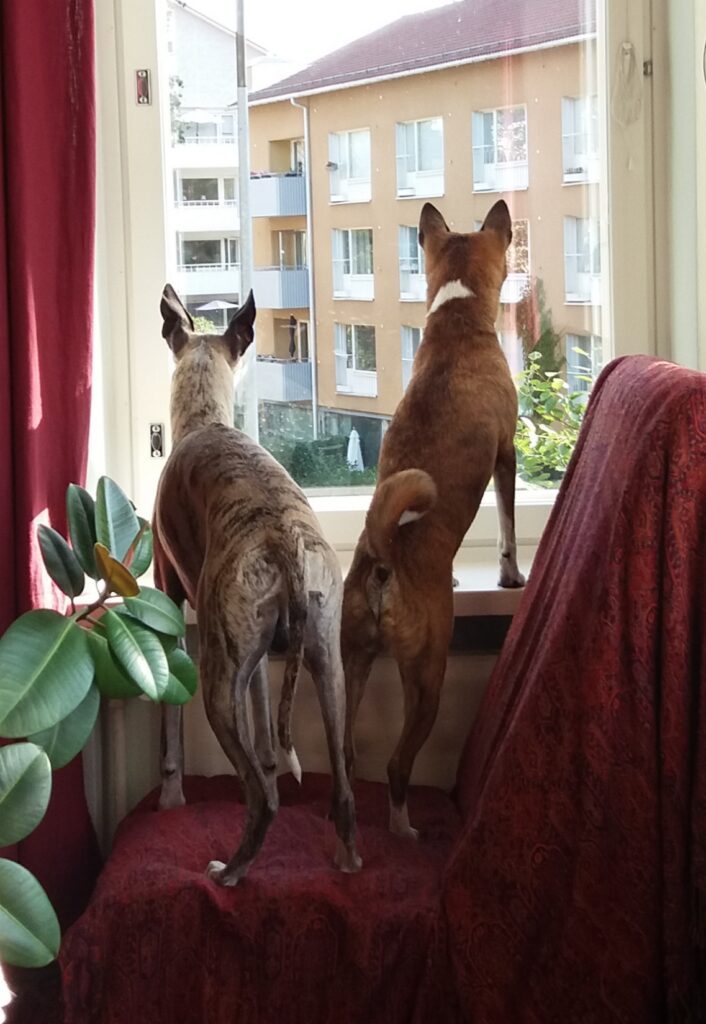 Whippet ja punavalkoinen basenji katselevat tarkkaavaisesti ulos ikkunasta.
