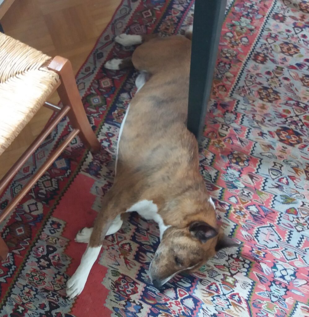 Punavalkoinen basenji lepää keittiön pöydän alla.